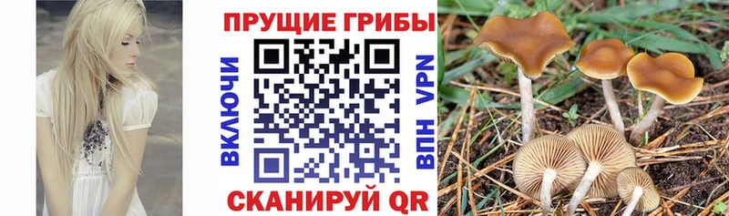 сайты даркнета телеграм  Урай  Галлюциногенные грибы Cubensis  omg сайт 
